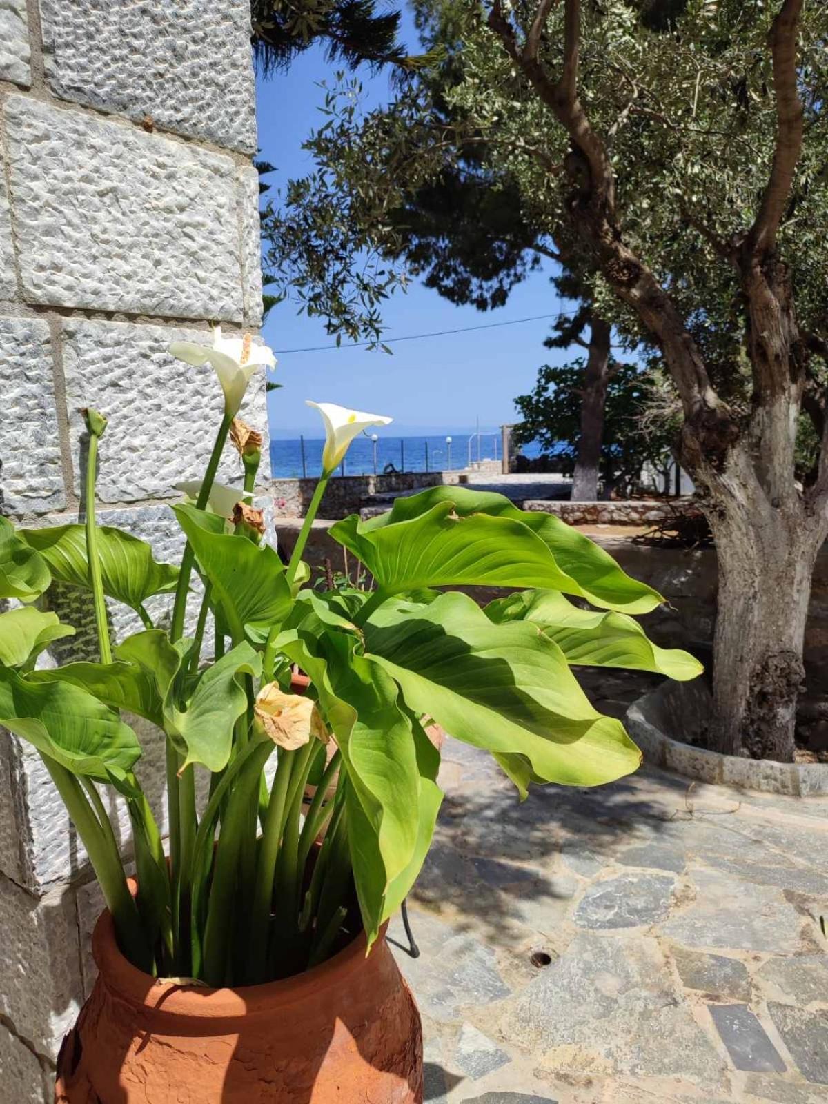 Ktima Zaxarias Hotel Kokkala Exterior foto